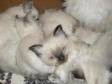 RAGDOLL KITTENS 3 Lovely pure ragdoll kittens for sale.....