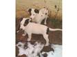 Lurcher Puppies - 2 dogs left