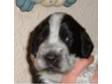 2 lovely cocker spaniel puppies for sale. 2 lovely....