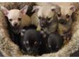 Chihuahua Pups - Smooth and Long Coats - Somerset We....
