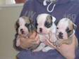Pedigree KC Registered Bulldog Puppies in Taunton,  Somerset