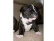 Staffordshire Bull Terrier Puppies For sale. Hi I have 2....