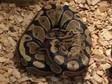 ROYAL PYTHON Friendly well cared for python,  3 years old....